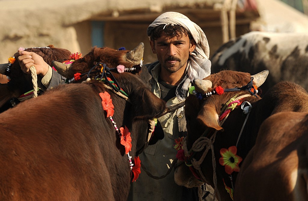 Wirtschaftsboom Die Zahl der Schlachtfest Opfertiere in Pakistan ist
